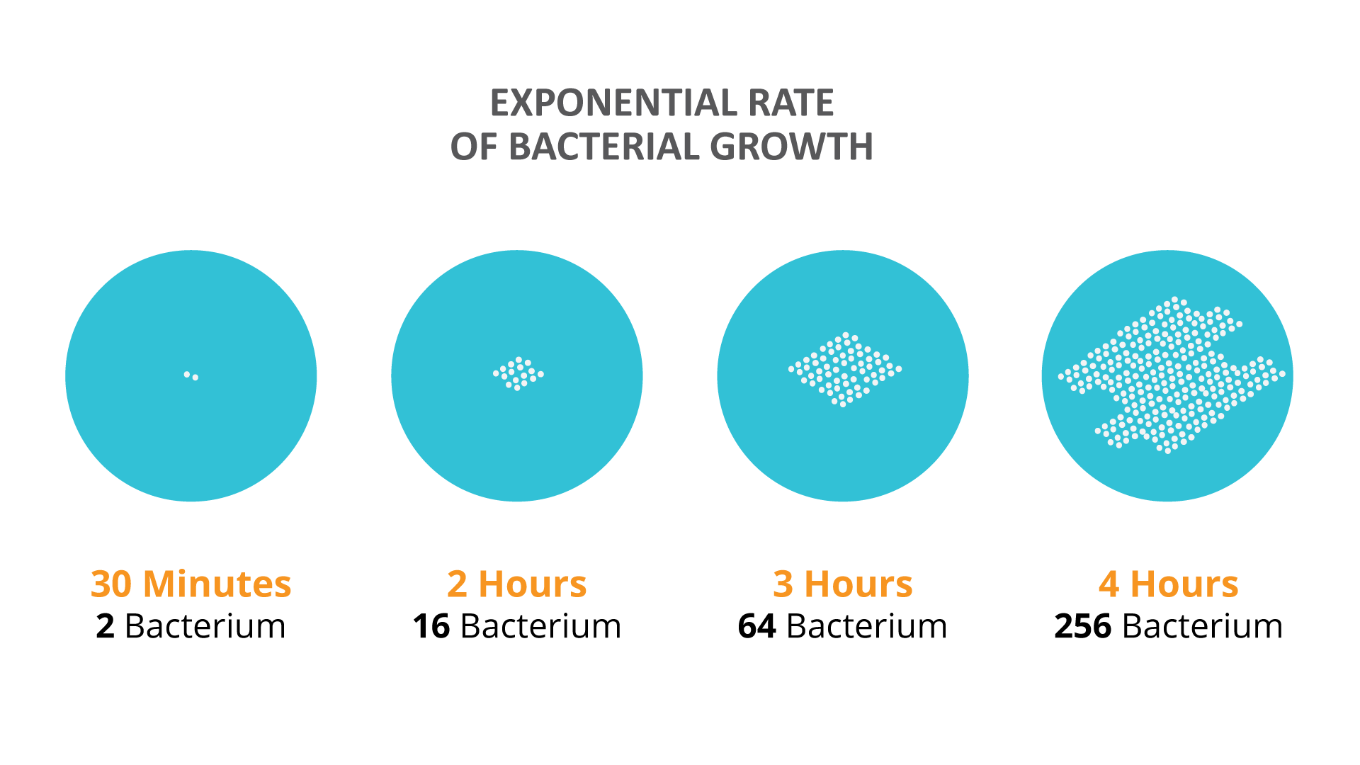 Bacteria Growth Pattern bacteria-growth-pattern